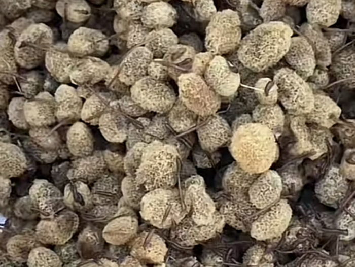 千亿国际官方网站卵茧