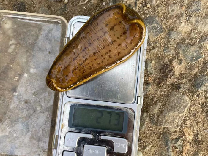 千亿国际官方网站小苗