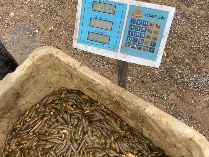 千亿国际官方网站小苗
