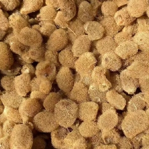 千亿国际官方网站卵茧