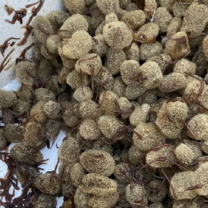 千亿国际官方网站卵茧