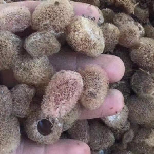 千亿国际官方网站卵茧