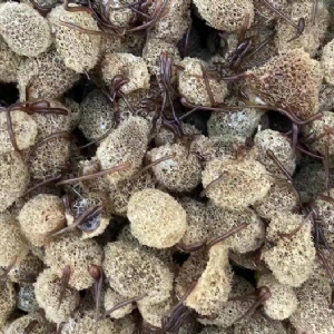 千亿国际官方网站卵茧