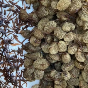 千亿国际官方网站卵茧