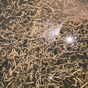 千亿国际官方网站小苗