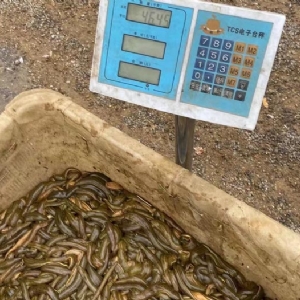 千亿国际官方网站小苗