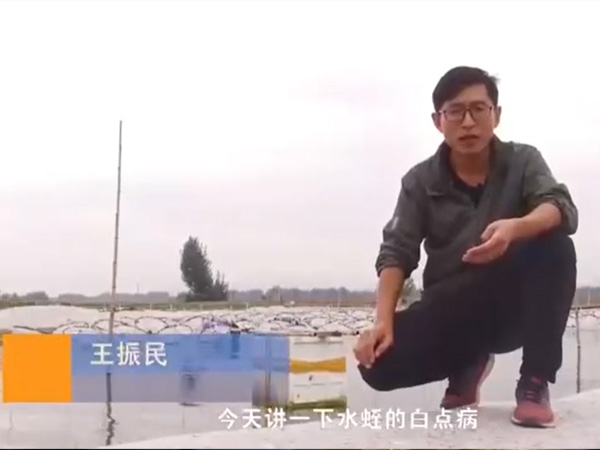 千亿国际官方网站白点病发生活规律及防治方法