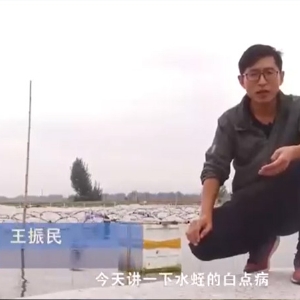 千亿国际官方网站白点病发生活规律及防治方法